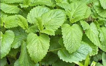 Fresh lemon balm leaves — calming botanical from the mint family
